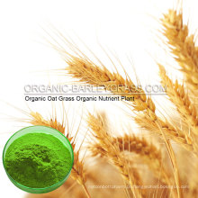 USDA Organic Aveia Grass Powder